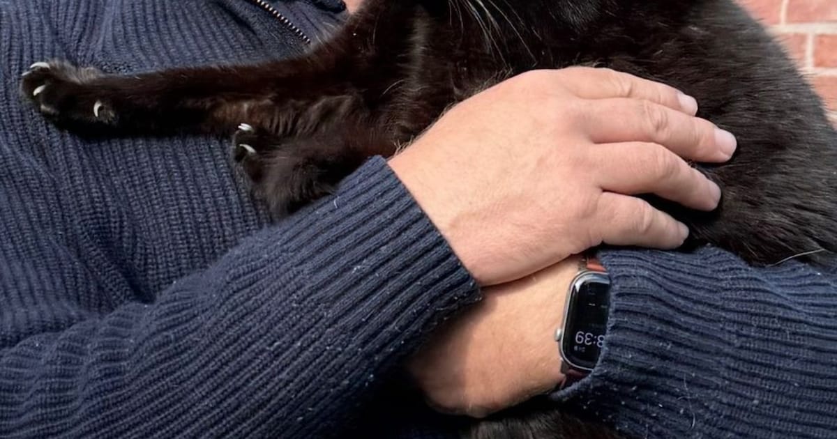 Heb jij Prins, Moos of Jouri gezien? Deze zeven huisdieren worden in Den Bosch vermist