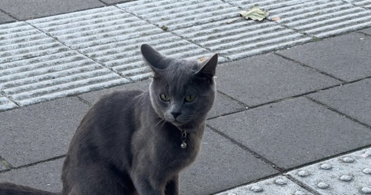 Heb jij Jio, Luna of Mochi gezien? Deze vier huisdieren worden in Heusden vermist