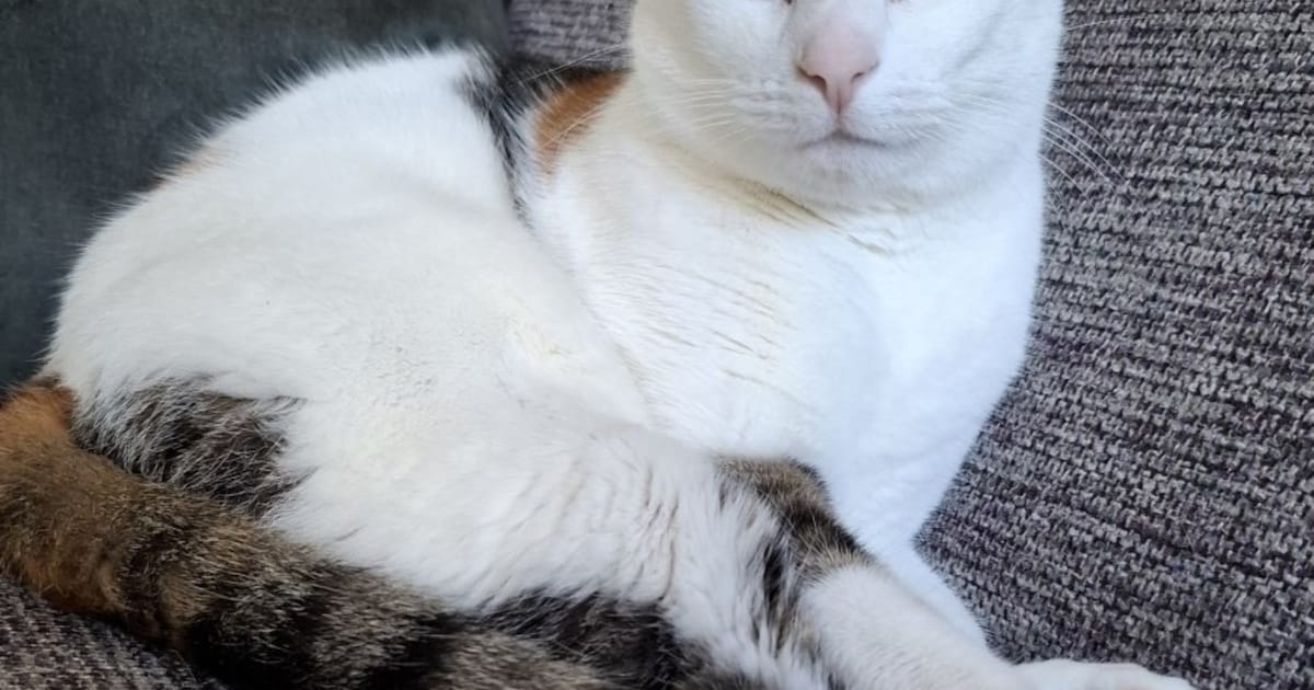 Heb jij Boef, Cooper of Jay Jay gezien? Deze 16 huisdieren worden in Den Bosch vermist