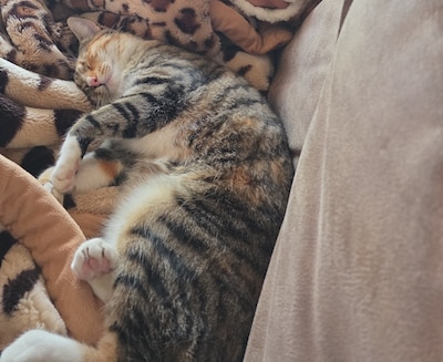 Heb jij Fluffy gezien? Dit huisdier wordt in Maasdriel vermist