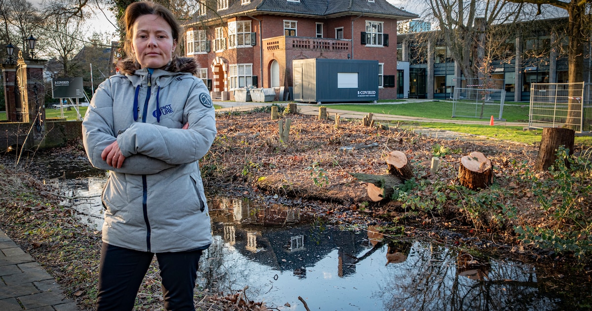 Kaalslag in Eindhovense Parklaan wekt woede: ‘Dit kan écht niet ...