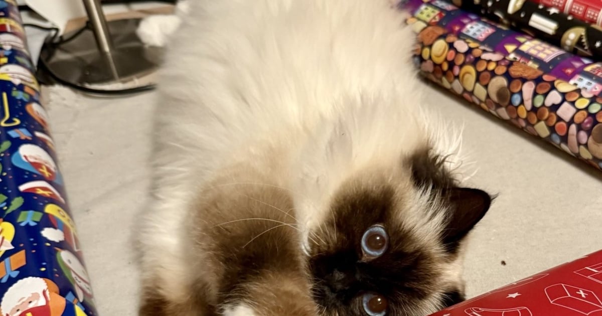 Heb jij Zoe gezien? Dit huisdier wordt in Sint-Michielsgestel vermist