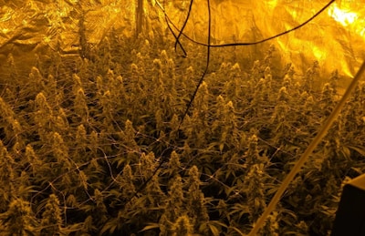 Sneeuw brengt politie op het juiste spoor: 558 wietplanten aangetroffen in Veldhoven