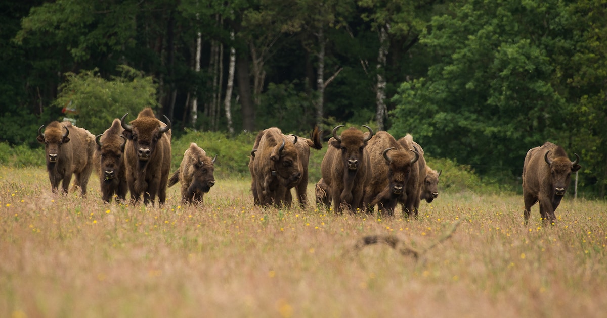 Wisenten in De Maashorst blijken verrassend relaxed na spannend begin: ‘Kom je te dichtbij, dan zegg