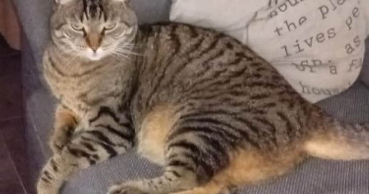 Heb jij Nelson, Busik of Mila gezien? Deze zes huisdieren worden in Heusden vermist