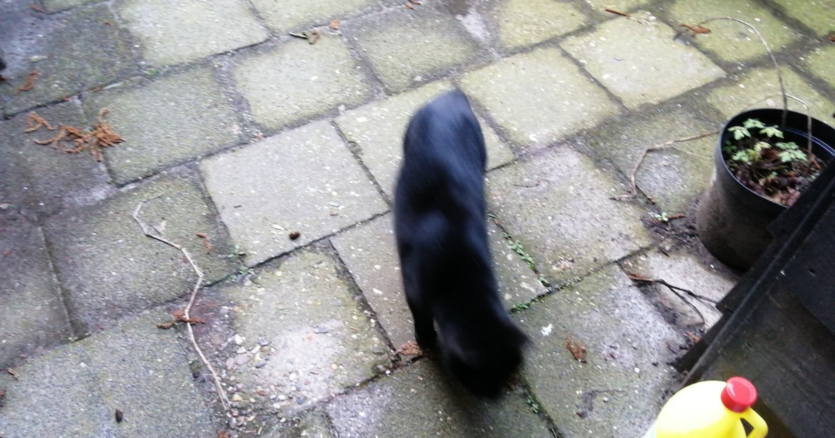 Heb jij Waldo gezien? Dit huisdier wordt in Oisterwijk vermist