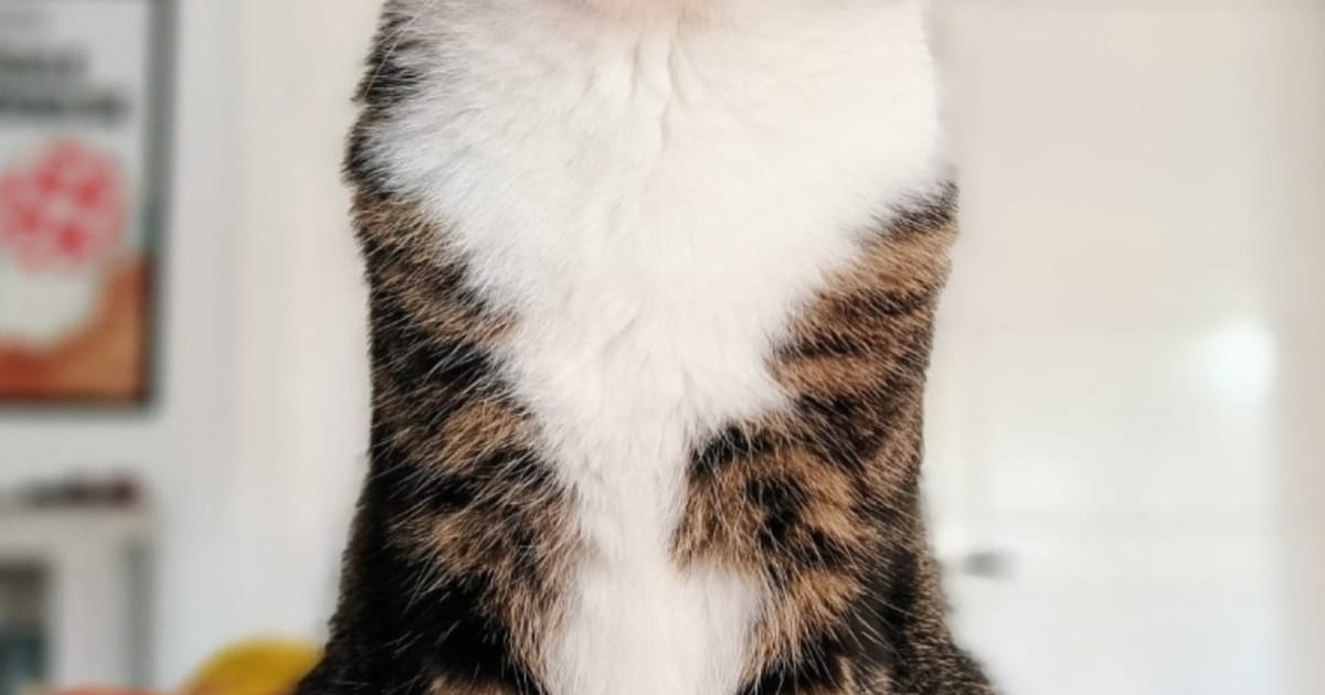 Heb jij Ivy of Tijger gezien? Deze twee huisdieren worden in Goirle vermist