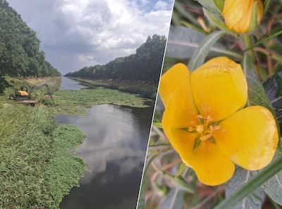 Nieuwe plaagplant explodeert in Drongelens Kanaal: ‘Nog erger dan grote waternavel’