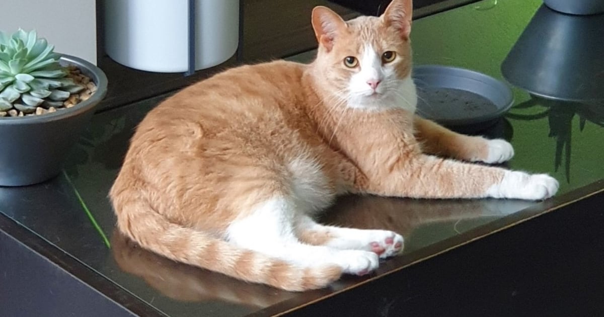 Heb jij Bo gezien? Dit huisdier wordt in Alphen-Chaam vermist