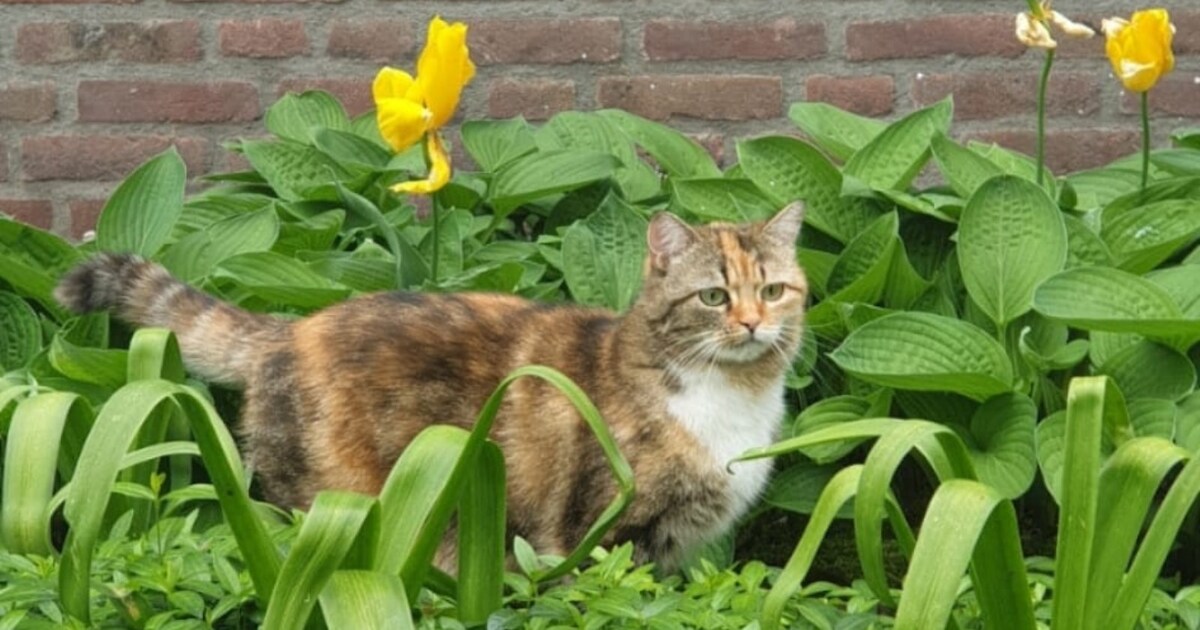 Heb jij Tijger of Zina gezien? Deze twee huisdieren worden in Gilze en Rijen vermist