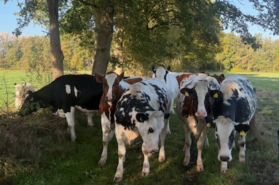 Groep koeien ontsnapt in Nuenen: ‘Eigenzinnige viervoeters’
