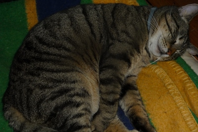 Heb jij Kumi, Bibi of Mimi gezien? Deze 10 huisdieren worden in Eindhoven vermist