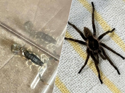 Vakantiegangers komen terug uit Zuid-Afrika en treffen bijzondere reisgenoten aan in koffer