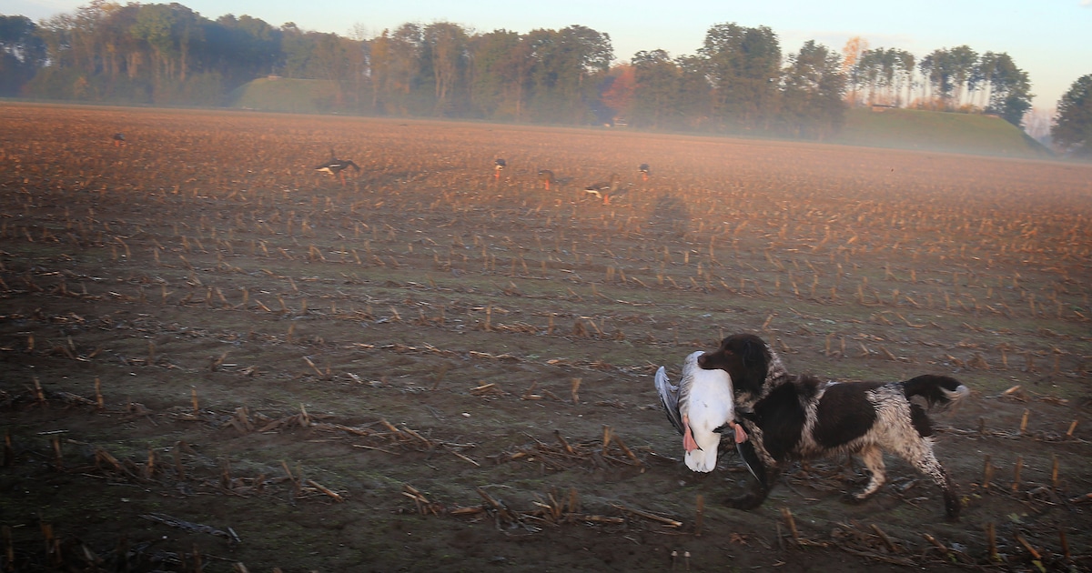 Gundogshow keert terug op terrein van KC Uden in Volkel