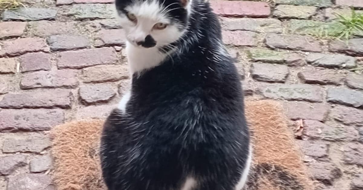 Heb jij Milo, Piraatje of Lilly gezien? Deze zeven huisdieren worden in Den Bosch vermist