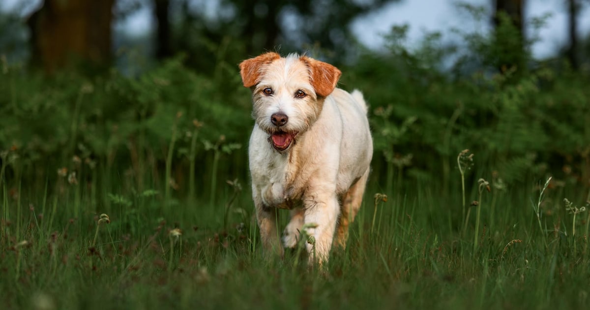 Den Bosch controleert hondenbelasting bij inwoners