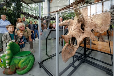 Van bloedneus tot wereldvondst: enorme dinoschedel van ‘Veronika’ nu te zien in Boxtel