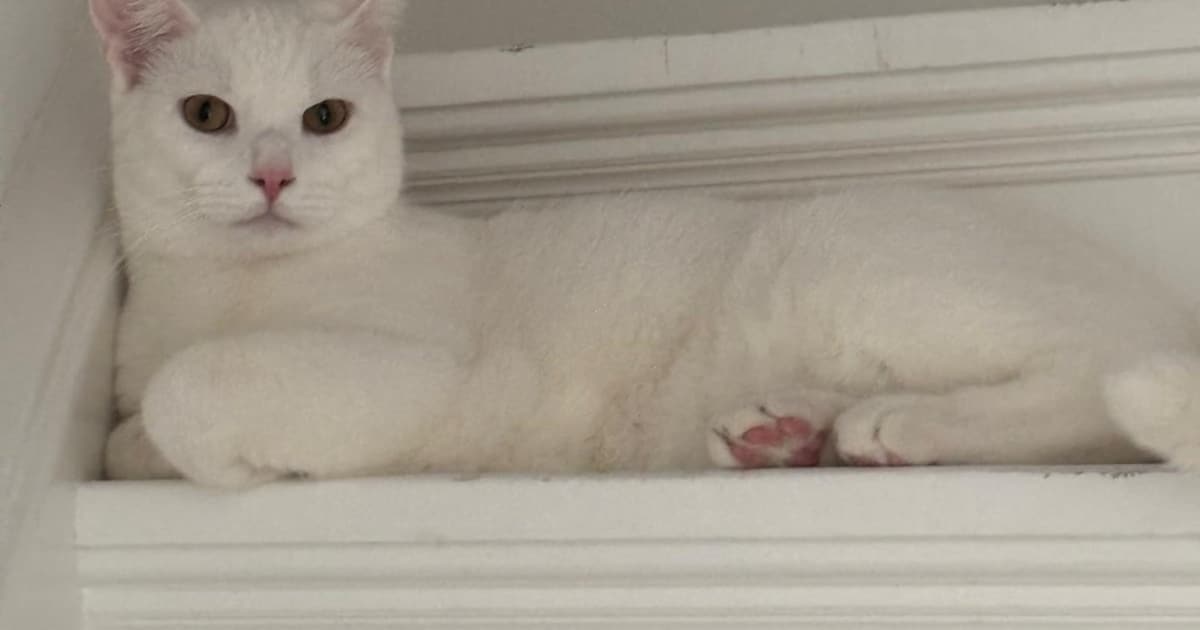 Heb jij Poes of Sjors gezien? Deze twee huisdieren worden in Heusden vermist