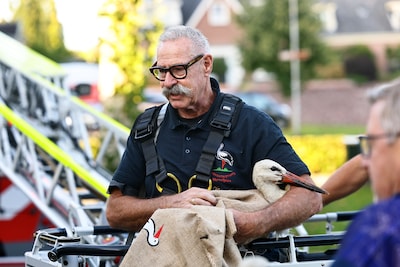 Gevangen in hun eigen nest: reddingsoperatie voor twee jonge ooievaars krijgt een onverwachte wendin