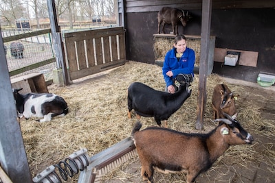 Breda biedt helpende hand aan worstelende kinderboerderijen: ‘We kunnen Wolfslaar bellen. Dat biedt 