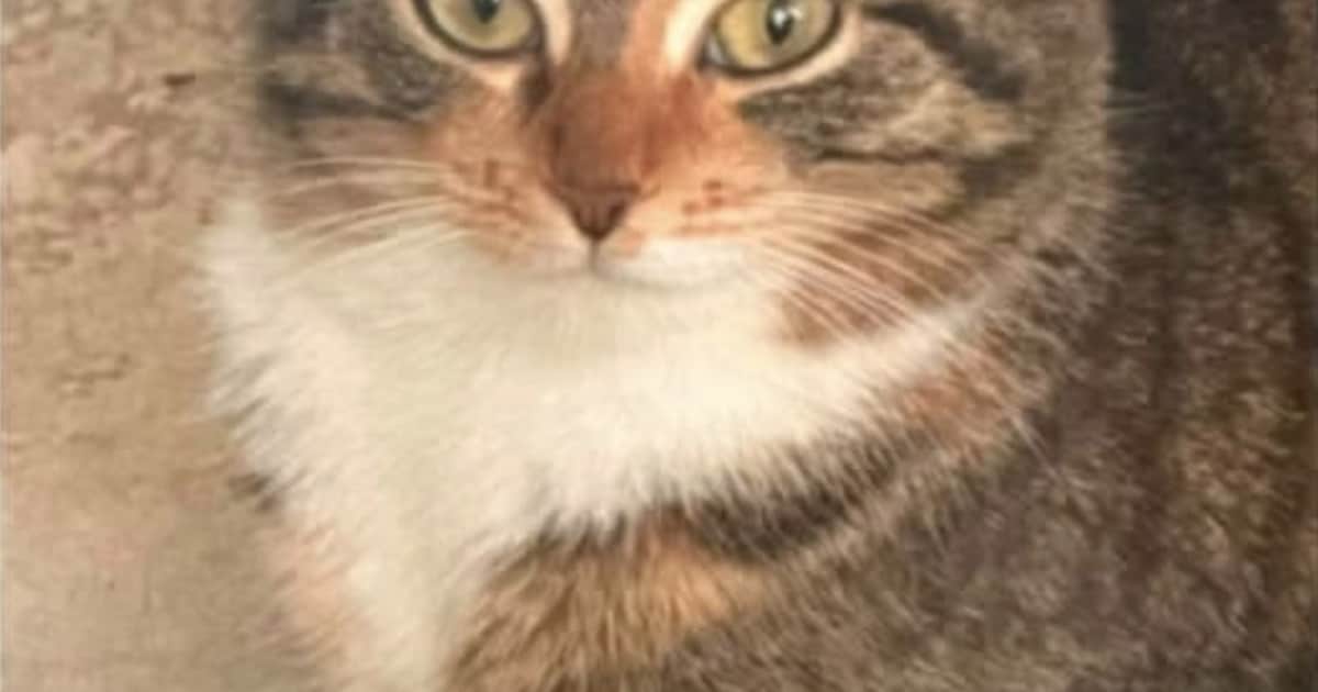 Heb jij Diva gezien? Dit huisdier wordt in Oirschot vermist