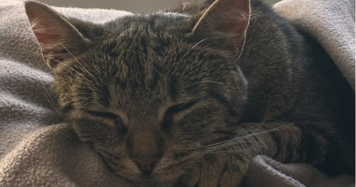 Heb jij Kascha gezien? Dit huisdier wordt in Maashorst vermist