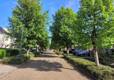 Bomen Van Immerseelstraat mogen weg, bewoners teleurgesteld: ‘We krijgen er staafjes voor terug’