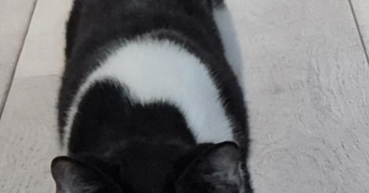 Heb jij Fee gezien? Dit huisdier wordt in Sint-Michielsgestel vermist