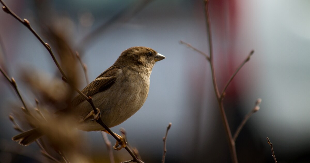 Schijndel wil vogels de wijk in lokken