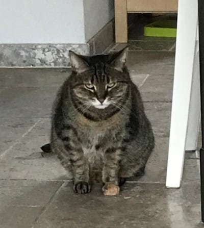 Heb jij Guinness gezien? Dit huisdier wordt in Sint-Michielsgestel vermist
