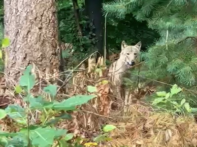 Weer een bijtincident met mogelijke wolf in Utrecht, slachtoffer heeft medische hulp nodig