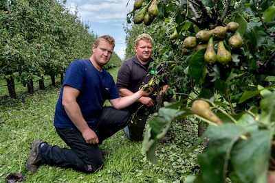 Een korte, felle hagelbui, en de hele perenoogst i