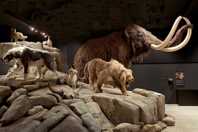 Natuurmuseum Brabant opent in Tilburg ’s avonds voor jongeren met 'Wildgroei'