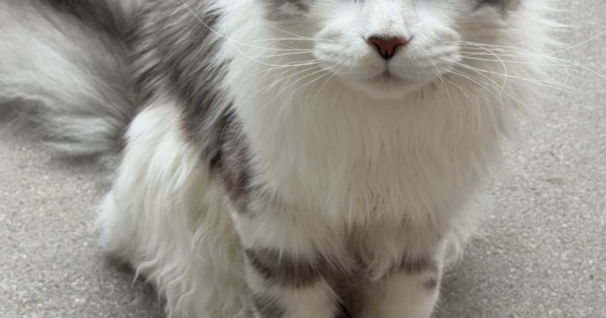 Heb jij Kitty of Uno gezien? Deze twee huisdieren worden in Maashorst vermist