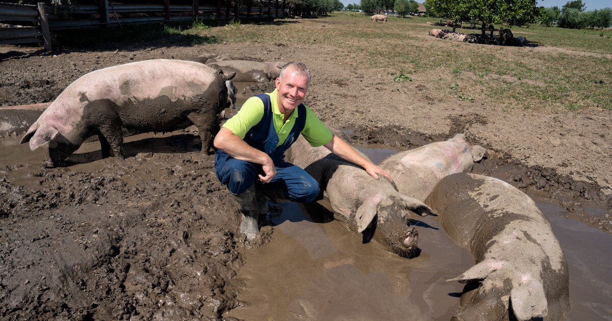 De varkens van Joost van Alphen hebben drie keer zoveel ruimte