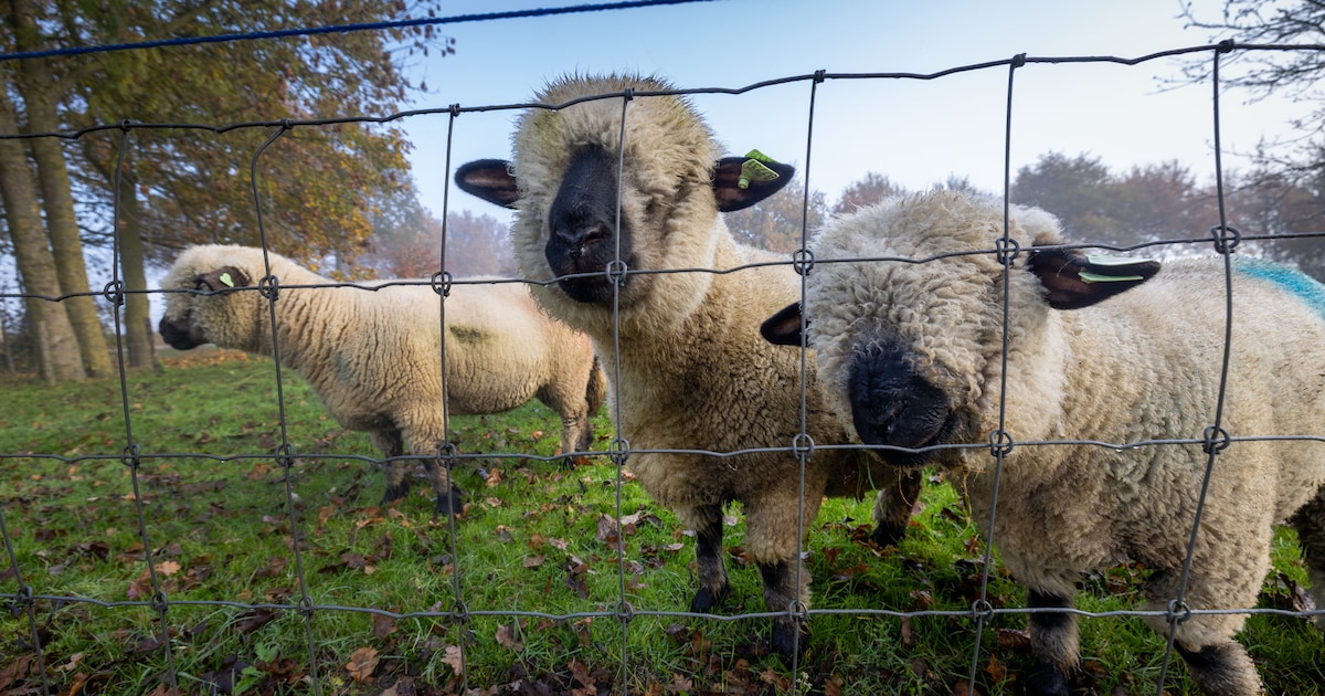 Wolf liet dieren in Oisterwijk vorig jaar met rust, enige aanval was in 2022