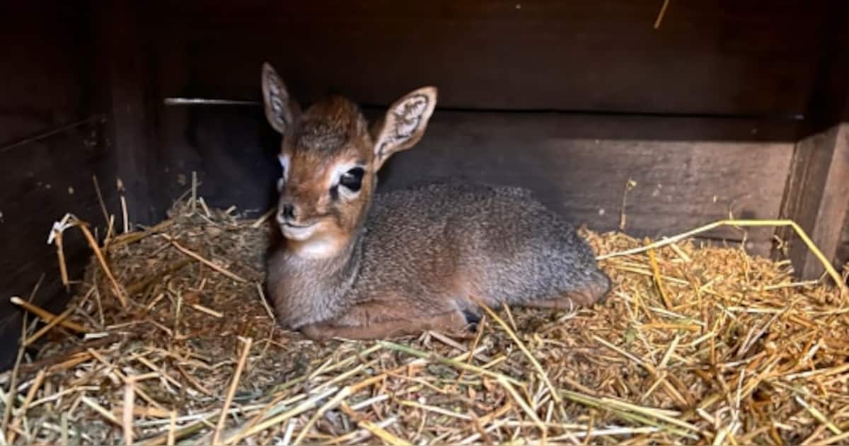 Eerste geboorte Kirk's dikdik in ZooParc Overloon