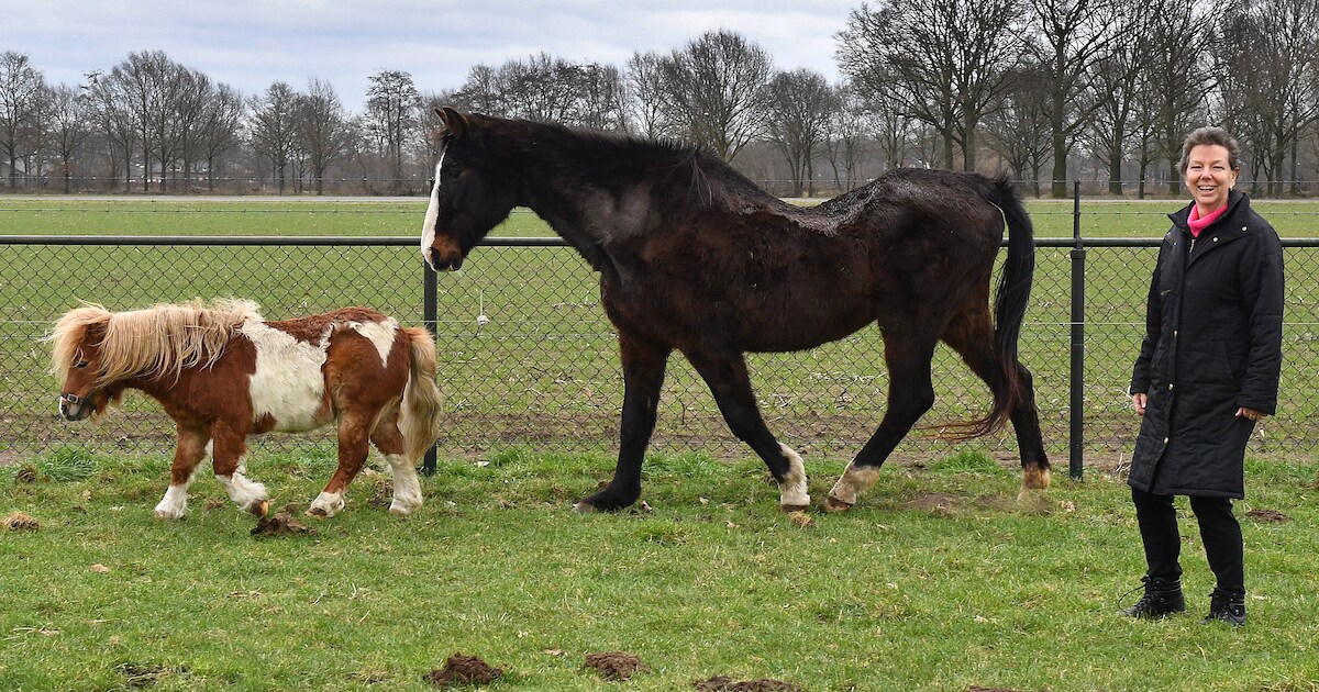 Raspaard Viola viert samen met Rambo haar 40e verjaardag met wortels en ...
