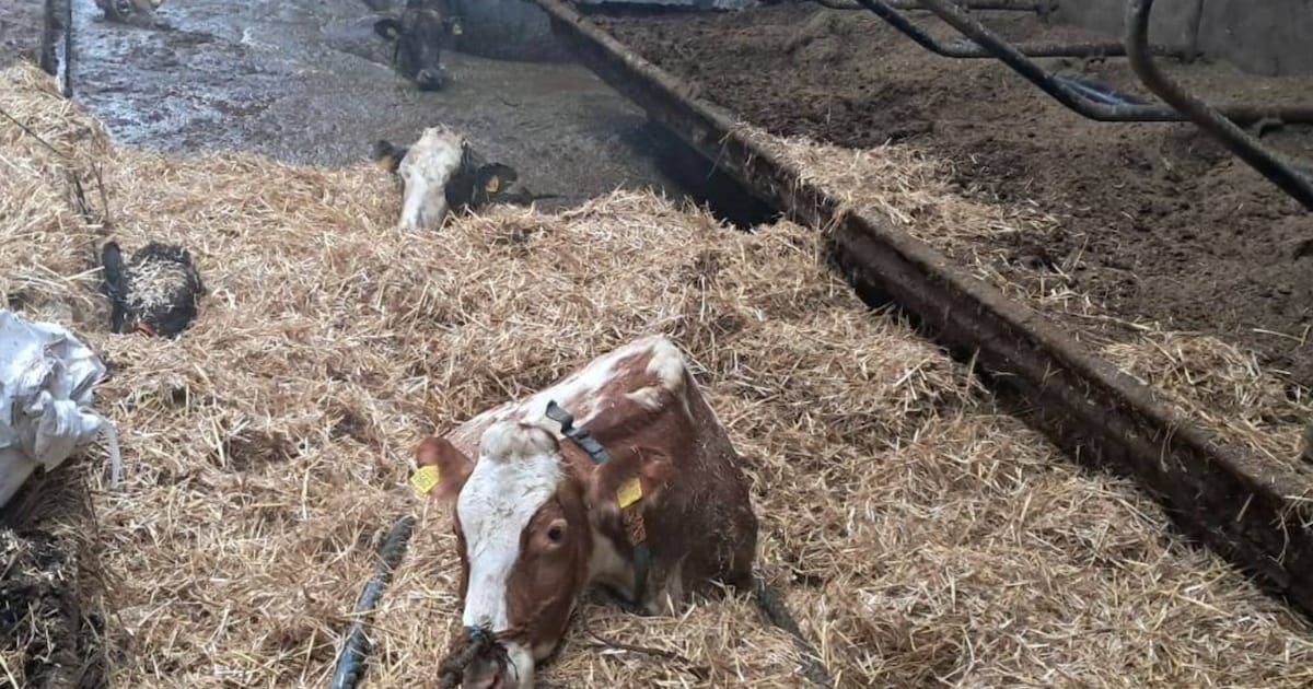 veertig-koeien-door-stalvloer-gezakt-stonden-in-eigen-poep-en-plas