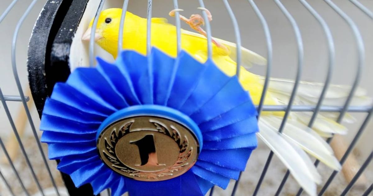 Internationale vogelexpositie in Hooge Mierde