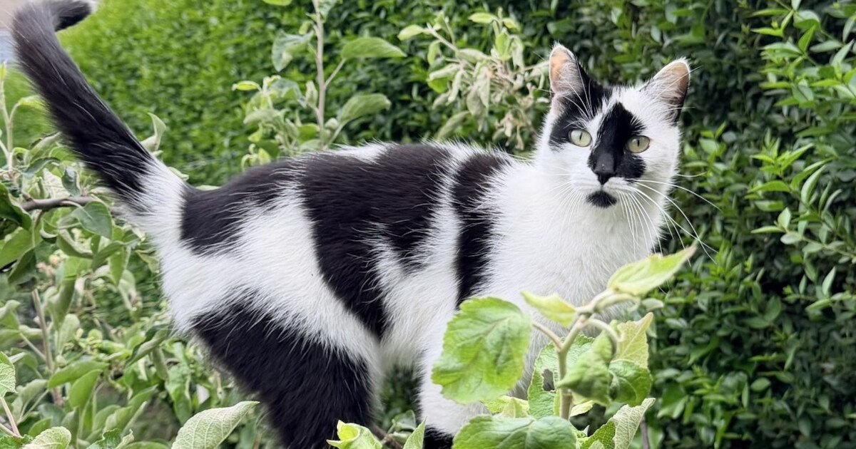 Heb jij Amara of Miki gezien? Deze twee huisdieren worden in Boxtel vermist
