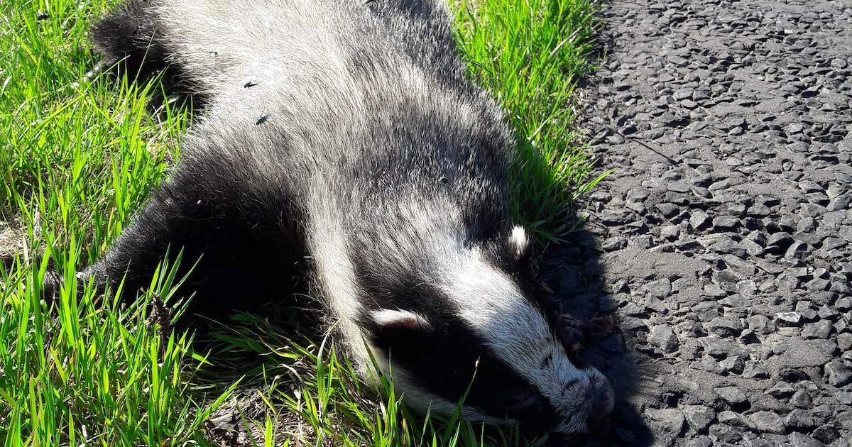 Hart voor Maasdriel slaat alarm over doodgereden dassen, provincie werkt aan faunapassage bij Heerew