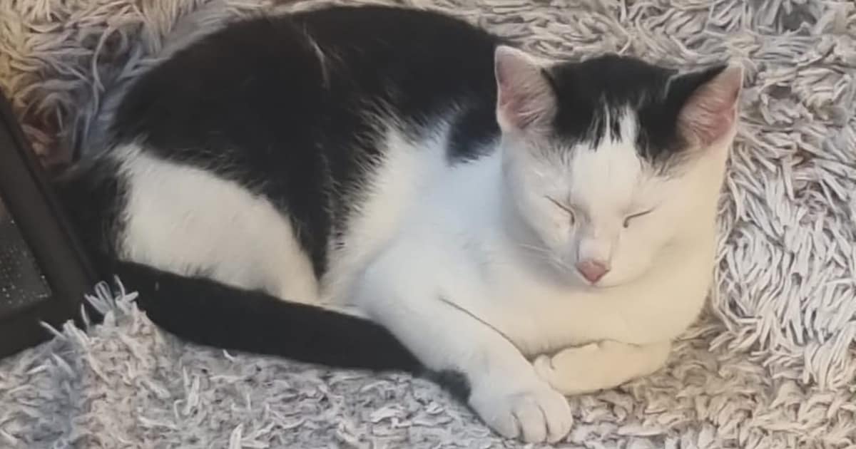 Heb jij Koetje gezien? Dit huisdier wordt in Dongen vermist
