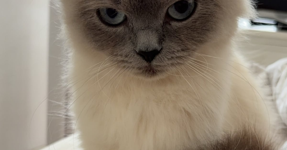 Heb jij Mono of Nous gezien? Deze twee huisdieren worden in Goirle vermist