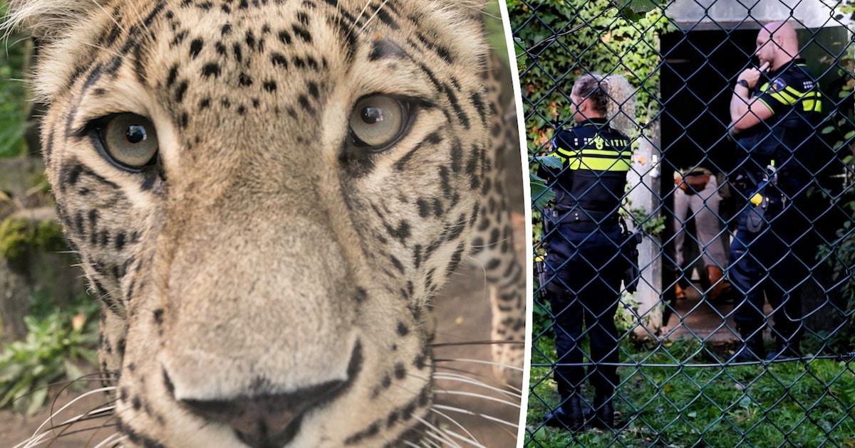 Situatie dierenverzorgster na panteraanval in Beekse Bergen is achteruitgegaan, kans op herstel heel