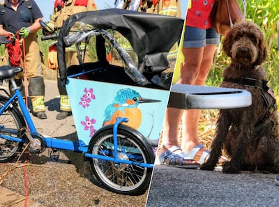 Vrouw op bakfiets raakt van de weg en belandt samen met hond in de sloot