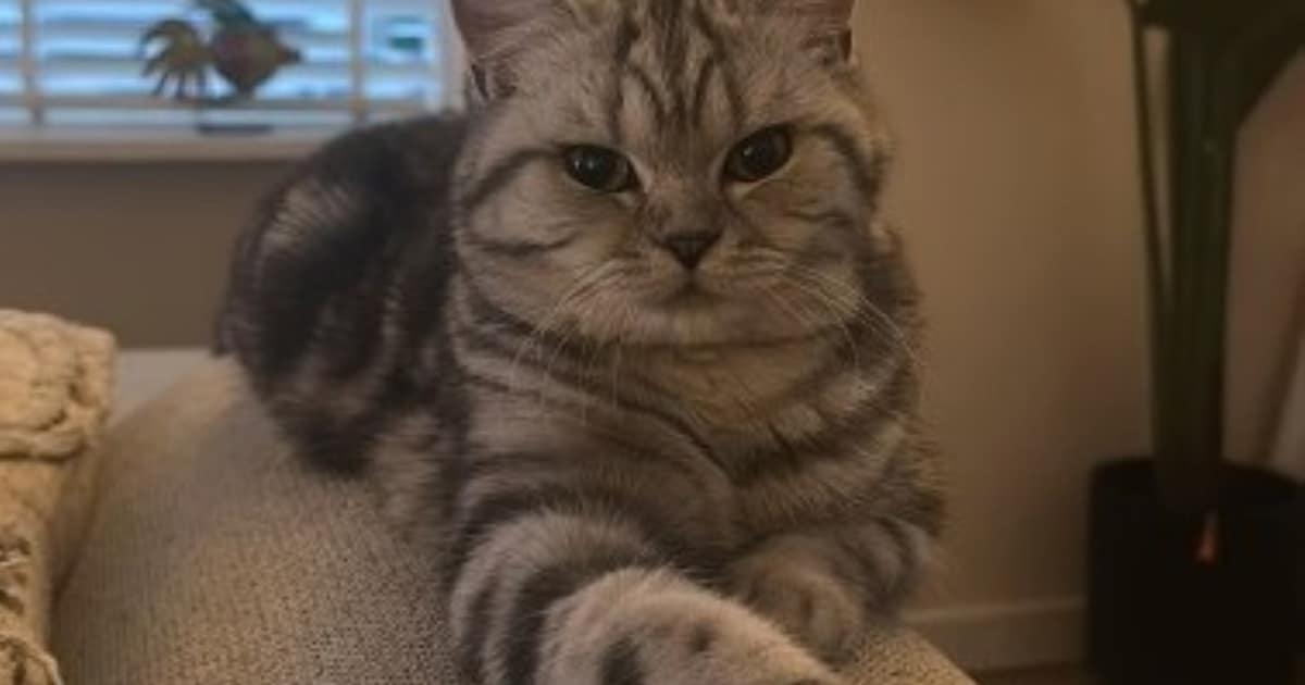 Heb jij Loekie, Japie of Djago gezien? Deze vier huisdieren worden in Heusden vermist