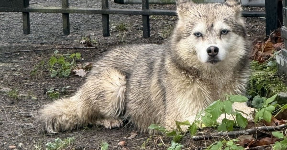 Heb jij Bella gezien? Dit huisdier wordt in Oisterwijk vermist