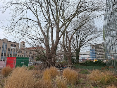 Drie monumentale bomen in binnenstad plat voor woningen, niet iedereen is het daarmee eens