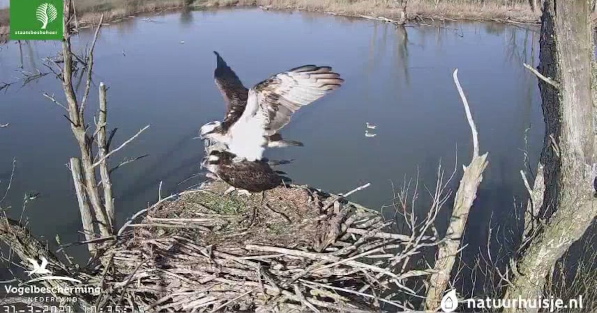 Visarenden in de Biesbosch bouwen na hun eerste ‘ruzie’ stug door aan hun liefdesnestje